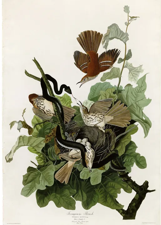 Audubon’s plate of Brown Thrashers defending their nest from a black snake in a leafy bush