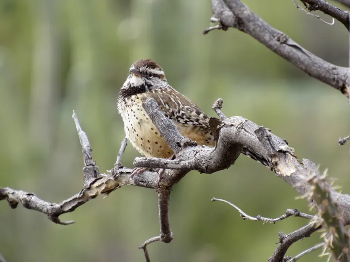 A Cactus Wren with a spotted breast and a white eyebrow, perched on a bare branch