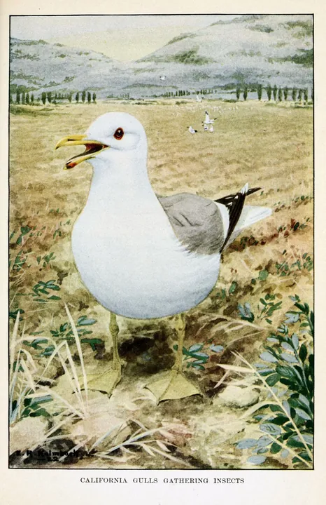 A white California Gull with gray wings standing in a field, more gulls flying over the field behind it