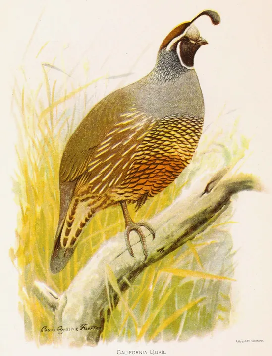 A California Quail with its curved black head plume and scaled belly, in tall golden grass