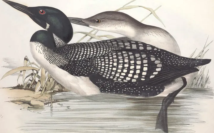 A Common Loon in black-and-white summer plumage on the water, with a gray winter loon behind it