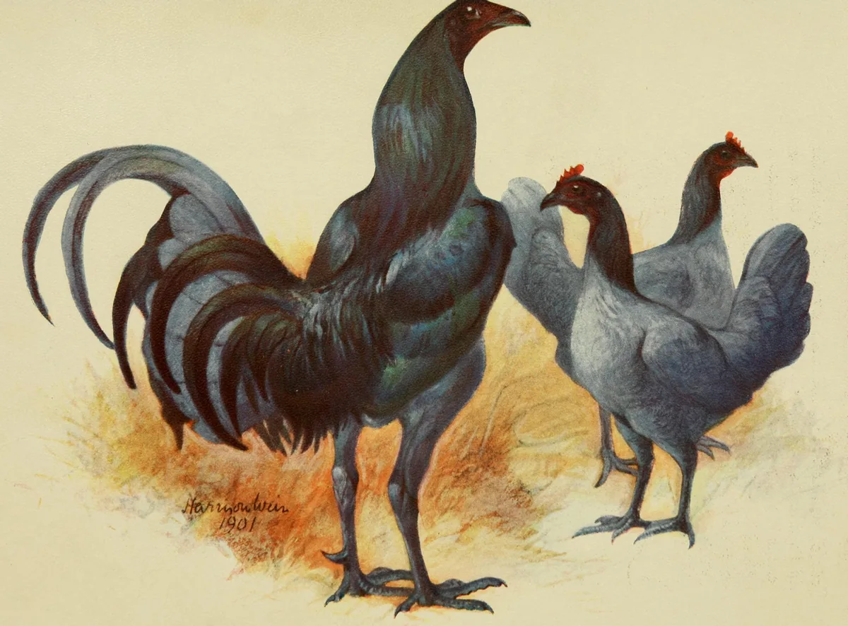 Delaware state bird, the Blue Hen Chicken, in the English gamecock stock it comes from, painted by Harrison Weir (1903): an English blue game cock, dark and glossy with a long curving tail, and two slate-blue hens with dark heads