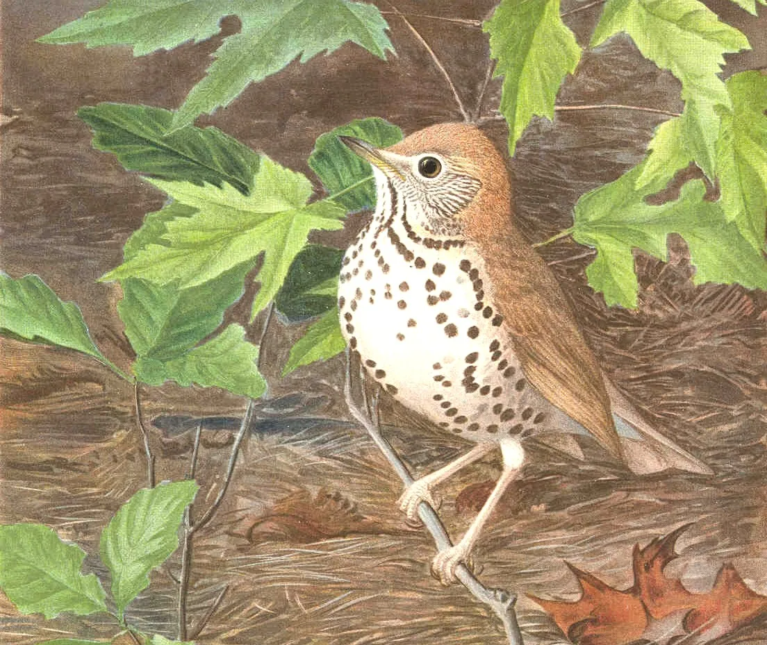 District of Columbia state bird, the Wood Thrush, painted by Louis Agassiz Fuertes (1901–12): a thrush with a cinnamon-brown back and a boldly spotted white breast, on a branch among green leaves