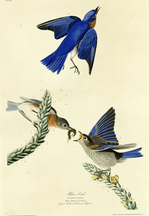 Audubon’s plate of Eastern Bluebirds: a blue male in flight above two birds on a flowering stalk, one feeding the other