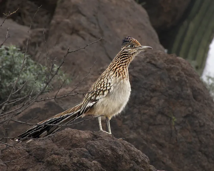 A Greater Roadrunner with a streaked brown body and a long tail, standing on a rock