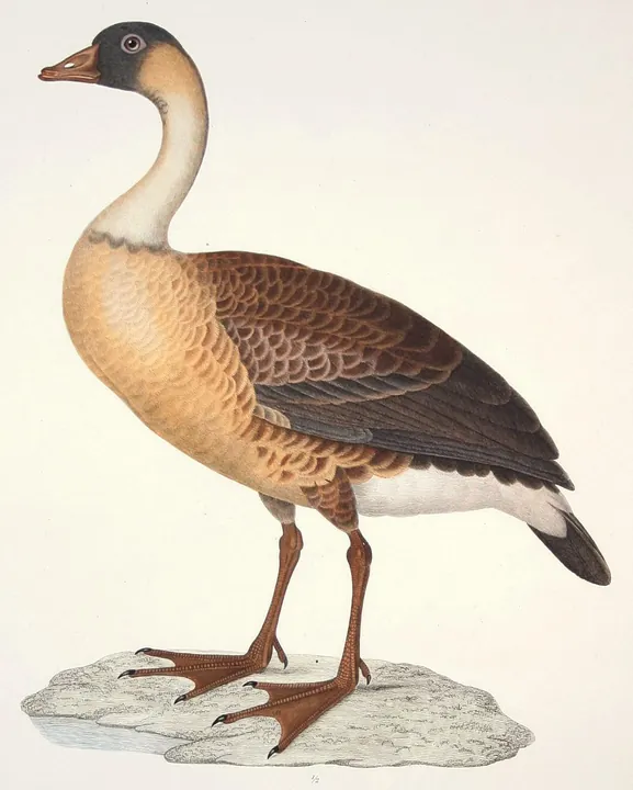 A Hawaiian Goose standing on a rock, with a black head, a pale buff neck and a barred brown body