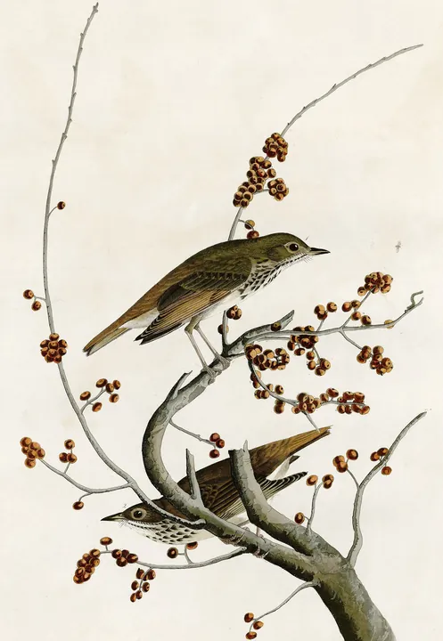 Two Hermit Thrushes, brown above with spotted breasts, on a branch with red berries