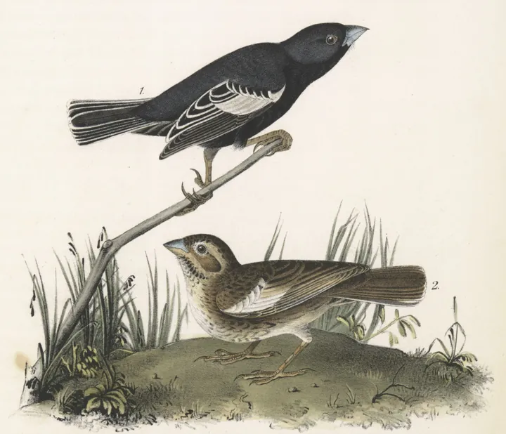 Audubon’s plate of two Lark Buntings: a black male with white wing patches on a bare twig, and a streaked brown female on the grassy ground below