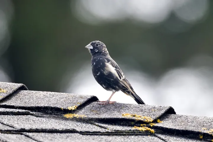 A black male Lark Bunting with white wing patches, standing on a roof