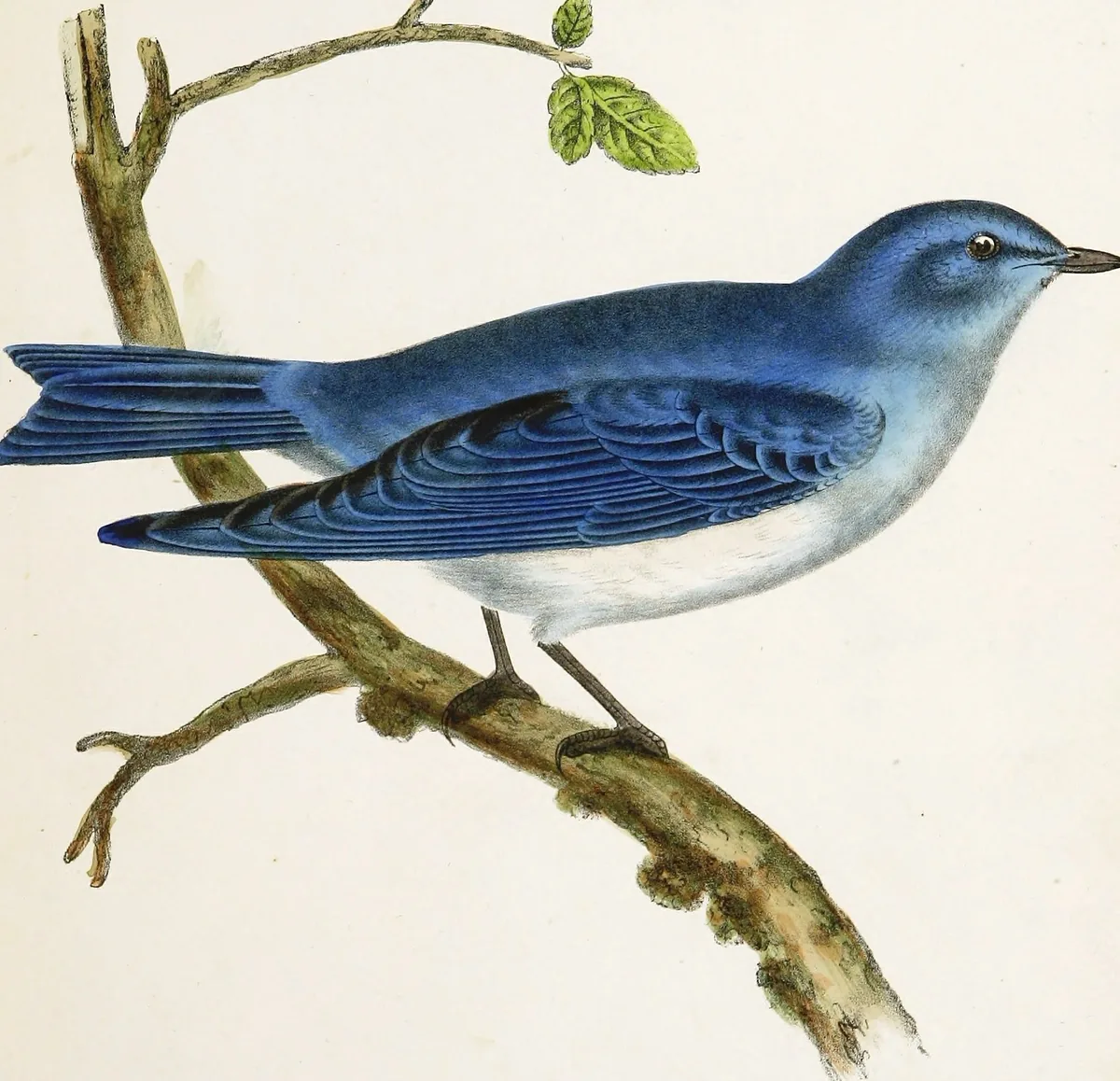 Nevada state bird, the Mountain Bluebird, drawn by an unnamed artist for the Pacific Railroad Surveys (1859): a sky-blue bird perched on a branch
