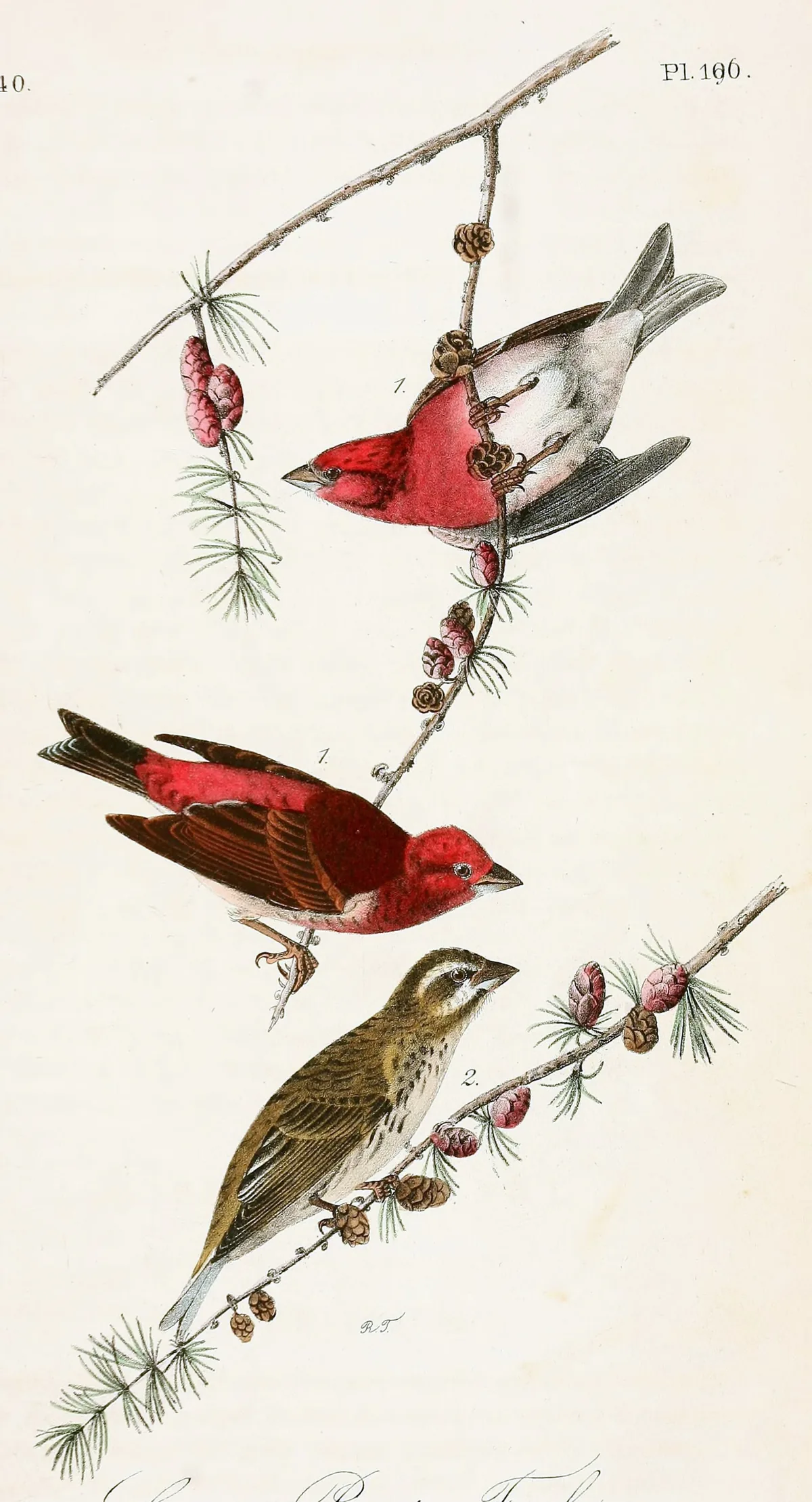 New Hampshire state bird, the Purple Finch, painted by John James Audubon (1840–44): two rosy-red males and a streaked brown female on larch twigs