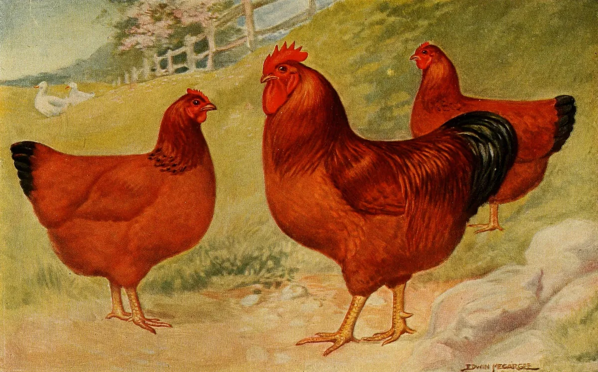 Rhode Island state bird, the Rhode Island Red, painted by Edwin Megargee (1921): a deep red rooster and two hens with black tails, on a grassy farm path