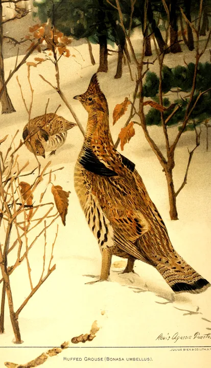 A Ruffed Grouse standing in snowy woods among bare shrubs, with a second grouse behind it