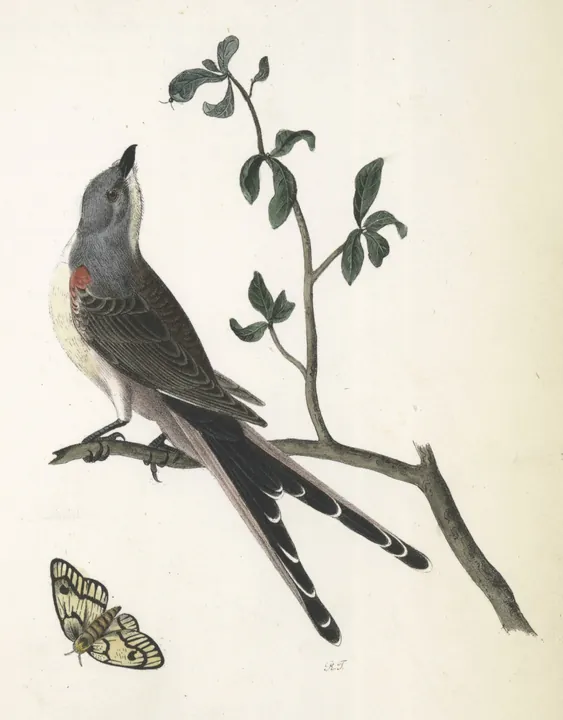 A pale gray Scissor-tailed Flycatcher with very long forked tail feathers perched on a twig, a moth below it