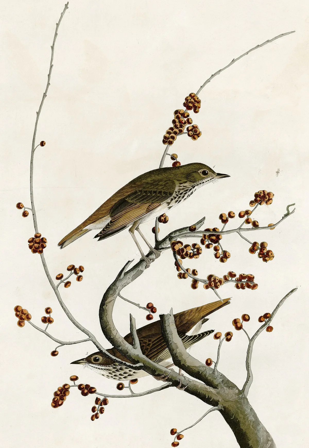 Vermont state bird, the Hermit Thrush, painted by John James Audubon (1827–38): two thrushes, brown above with spotted breasts, on a branch with red berries
