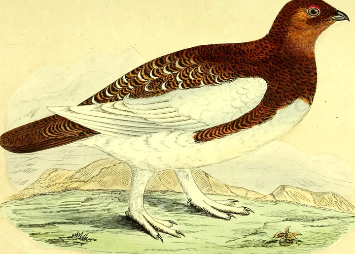 A Willow Ptarmigan with a chestnut-brown head and back, white wings and feathered white feet, standing on open ground