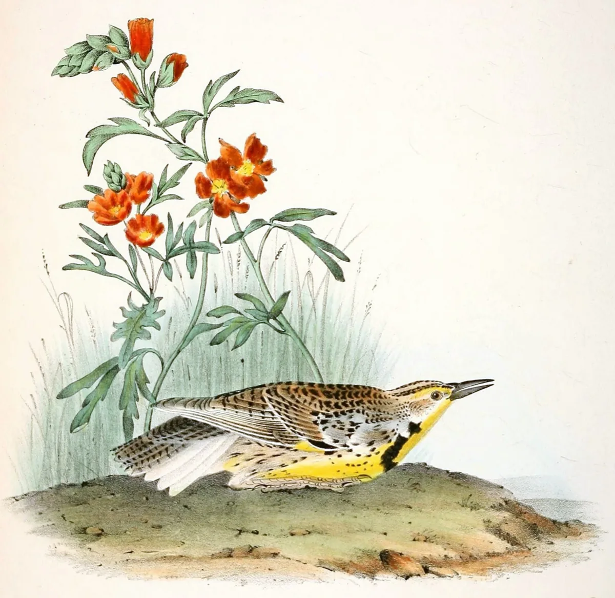Wyoming state bird, the Western Meadowlark, painted by John James Audubon (1840–44): a bird with a yellow breast and a black V, crouched on the ground below orange flowers